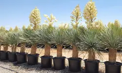 بذر یوکا آمریکایی <br> بسته 5 عددی <br> Beaked Yucca <br><i><b> Yucca rostrata  </i> Seeds </b>