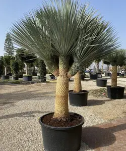 بذر یوکا آمریکایی <br> بسته 5 عددی <br> Beaked Yucca <br><i><b> Yucca rostrata  </i> Seeds </b>