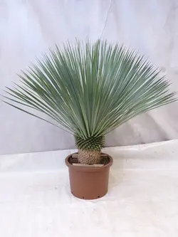 بذر یوکا آمریکایی <br> بسته 5 عددی <br> Beaked Yucca <br><i><b> Yucca rostrata  </i> Seeds </b>