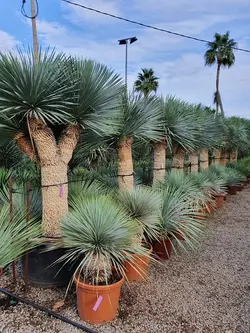 بذر یوکا آمریکایی <br> بسته 5 عددی <br> Beaked Yucca <br><i><b> Yucca rostrata  </i> Seeds </b>