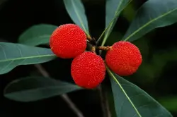 بذر یانگمی توت فرنگی درختی  بسته یک عددی  Yangmei Seeds <i><b> Myrica rubra</i> Seeds</b>