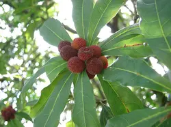بذر یانگمی توت فرنگی درختی  بسته یک عددی  Yangmei Seeds <i><b> Myrica rubra</i> Seeds</b>