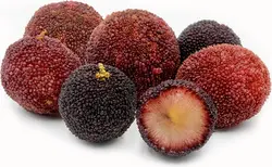 بذر یانگمی توت فرنگی درختی  بسته یک عددی  Yangmei Seeds <i><b> Myrica rubra</i> Seeds</b>