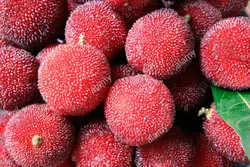 بذر یانگمی توت فرنگی درختی  بسته یک عددی  Yangmei Seeds <i><b> Myrica rubra</i> Seeds</b>