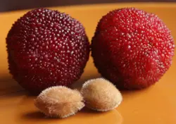 بذر یانگمی توت فرنگی درختی  بسته یک عددی  Yangmei Seeds <i><b> Myrica rubra</i> Seeds</b>