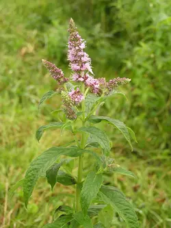 بذر نعنا برگ کشیده  بسته 50 عددی  Horse Mint Seeds  Mentha longifolia Seeds