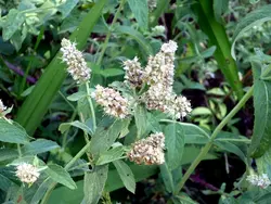 بذر نعنا برگ کشیده  بسته 50 عددی  Horse Mint Seeds  Mentha longifolia Seeds