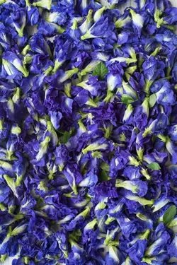 دمنوش لوبیا پروانه ای <br> بسته کوچک <br> Butterfly Pea Tea <br><i><b> Clitoria ternatea </i> Tea </b>