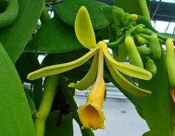 قلمه ارکیده وانیل <br> یک عدد قلمه <br> Flat Leaved Vanilla <br><i><b> Vanilla planifolia </i> Cutting</b>