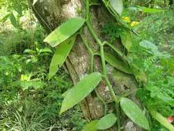 قلمه ارکیده وانیل <br> یک عدد قلمه <br> Flat Leaved Vanilla <br><i><b> Vanilla planifolia </i> Cutting</b>