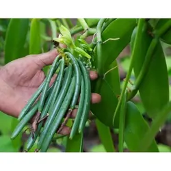 قلمه ارکیده وانیل <br> یک عدد قلمه <br> Flat Leaved Vanilla <br><i><b> Vanilla planifolia </i> Cutting</b>