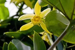 قلمه ارکیده وانیل <br> یک عدد قلمه <br> Flat Leaved Vanilla <br><i><b> Vanilla planifolia </i> Cutting</b>