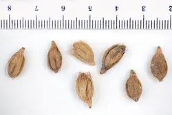 بذر نخل مک آرتور <br> بسته 5 عددی <br> Macarthur Palm Seeds  <br><i><b>  Ptychosperma macarthurii </i> Seeds</b>