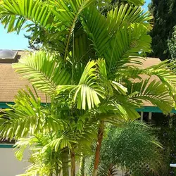 بذر نخل مک آرتور <br> بسته 5 عددی <br> Macarthur Palm Seeds  <br><i><b>  Ptychosperma macarthurii </i> Seeds</b>