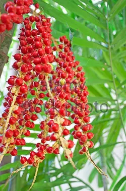 بذر نخل مک آرتور <br> بسته 5 عددی <br> Macarthur Palm Seeds  <br><i><b>  Ptychosperma macarthurii </i> Seeds</b>