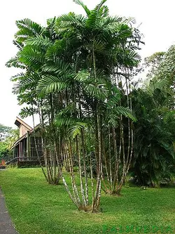 بذر نخل مک آرتور <br> بسته 5 عددی <br> Macarthur Palm Seeds  <br><i><b>  Ptychosperma macarthurii </i> Seeds</b>