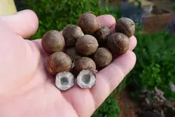 بذر نخل نارگیل مینیاتوری <br> بسته یک عددی <br> Chile cocopalm Seeds  <br><i><b> Jubaea chilensis </i> Seeds</b>