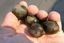 بذر نخل نارگیل مینیاتوری <br> بسته یک عددی <br> Chile cocopalm Seeds  <br><i><b> Jubaea chilensis </i> Seeds</b>