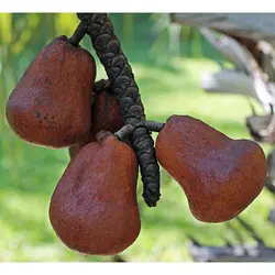 بذر نخل نان زنجبیلی <br> بسته یک عددی <br> Gingerbread Palm Seeds <br><i><b> Hyphaene thebaica </i> Seeds</b>