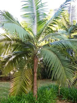 بذر نخل هوریکان <br> بسته یک عددی <br> Hurricane Palm <br><i><b> Dictyosperma album </i> Seeds </b>