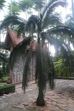 بذر نخل هوریکان <br> بسته یک عددی <br> Hurricane Palm <br><i><b> Dictyosperma album </i> Seeds </b>