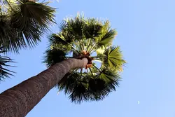 بذر نخل واشنگتن (پالم بادبزنی مکزیکی) <br> بسته 10 عددی <br> Mexican Fan Palm <br><i><b> Washingtonia robusta </i> Seeds</b>