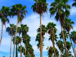 بذر نخل واشنگتن (پالم بادبزنی مکزیکی) <br> بسته 10 عددی <br> Mexican Fan Palm <br><i><b> Washingtonia robusta </i> Seeds</b>