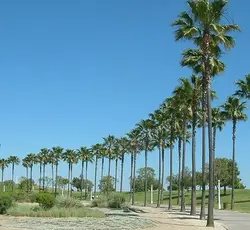 بذر نخل واشنگتن (پالم بادبزنی مکزیکی) <br> بسته 10 عددی <br> Mexican Fan Palm <br><i><b> Washingtonia robusta </i> Seeds</b>