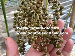 بذر نخل واشنگتن (پالم بادبزنی مکزیکی) <br> بسته 10 عددی <br> Mexican Fan Palm <br><i><b> Washingtonia robusta </i> Seeds</b>