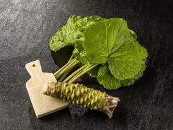بذر واسابی (ترب سبز ژاپنی) <br> تعداد 10 عدد بذر <br> Wasabi Seeds <br><i><b> Eutrema japonicum </i> Seeds </b>