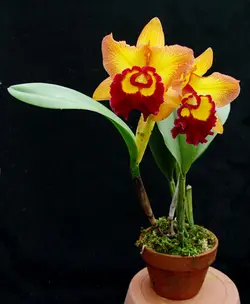 گیاه بالغ ارکیده کاتلیا  Cattleya Orchid Plant