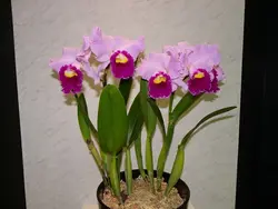 گیاه بالغ ارکیده کاتلیا  Cattleya Orchid Plant