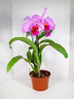 گیاه بالغ ارکیده کاتلیا  Cattleya Orchid Plant