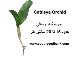 گیاه بالغ ارکیده کاتلیا  Cattleya Orchid Plant