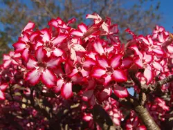 بذر آدنیوم مولتی فلوروم <br> تعداد 5 عدد بذر <br> <br><i><b> Adenium multiflorum </i> Seeds </b>