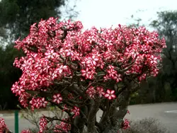 بذر آدنیوم مولتی فلوروم <br> تعداد 5 عدد بذر <br> <br><i><b> Adenium multiflorum </i> Seeds </b>