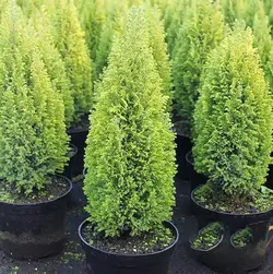 بذر سرو لاوسون <br> تعداد 5 عدد بذر <br> Lawson Cypress <br><i><b> Chamaecyparis lawsoniana </i> Seeds </b>