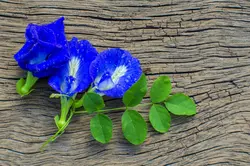 بذر لوبیا پروانه ای آبی ساده <br> بسته 5 عددی بذر <br> Blue Butterfly Pea Seeds <br><i><b> Clitoria ternatea </i> Seeds</b>