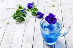 بذر لوبیا پروانه ای آبی ساده <br> بسته 5 عددی بذر <br> Blue Butterfly Pea Seeds <br><i><b> Clitoria ternatea </i> Seeds</b>