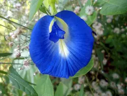 بذر لوبیا پروانه ای آبی ساده <br> بسته 5 عددی بذر <br> Blue Butterfly Pea Seeds <br><i><b> Clitoria ternatea </i> Seeds</b>