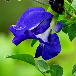 بذر لوبیا پروانه ای دابل فلاور <br> بسته 5 عددی بذر <br> Double Blue Butterfly Pea Seeds <br><i><b> Clitoria ternatea Double Blue </i> Seeds</b>