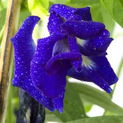 بذر لوبیا پروانه ای دابل فلاور <br> بسته 5 عددی بذر <br> Double Blue Butterfly Pea Seeds <br><i><b> Clitoria ternatea Double Blue </i> Seeds</b>