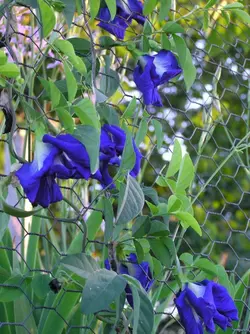 بذر لوبیا پروانه ای دابل فلاور <br> بسته 5 عددی بذر <br> Double Blue Butterfly Pea Seeds <br><i><b> Clitoria ternatea Double Blue </i> Seeds</b>