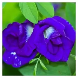 بذر لوبیا پروانه ای دابل فلاور <br> بسته 5 عددی بذر <br> Double Blue Butterfly Pea Seeds <br><i><b> Clitoria ternatea Double Blue </i> Seeds</b>