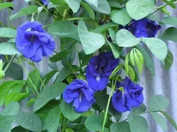 بذر لوبیا پروانه ای دابل فلاور <br> بسته 5 عددی بذر <br> Double Blue Butterfly Pea Seeds <br><i><b> Clitoria ternatea Double Blue </i> Seeds</b>