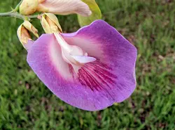 بذر لوبیا پروانه ای درختی <br> بسته یک عددی بذر <br> Butterfly Pea Tree Seeds <br><i><b> Clitoria fairchildiana </i> Seeds</b>