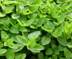 بذر مرزنجوش ماجور  <br> بسته 50 عددی <br> Sweet Marjoram <br><i><b> Origanum majorana </i> Seeds </b>