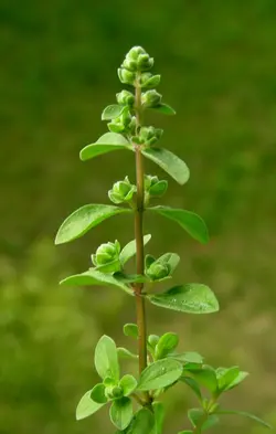 بذر مرزنجوش ماجور  <br> بسته 50 عددی <br> Sweet Marjoram <br><i><b> Origanum majorana </i> Seeds </b>