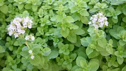 بذر مرزنجوش ماجور  <br> بسته 50 عددی <br> Sweet Marjoram <br><i><b> Origanum majorana </i> Seeds </b>