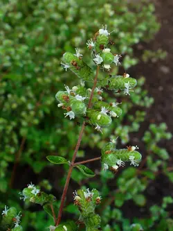 بذر مرزنجوش ماجور  <br> بسته 50 عددی <br> Sweet Marjoram <br><i><b> Origanum majorana </i> Seeds </b>